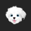 Bichon Dog
